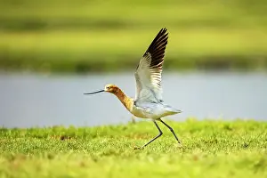 Recurvirostridae Prints: American avocet (Recurvirostra americana) taking flight, Xochimilco, Mexico City, Mexico