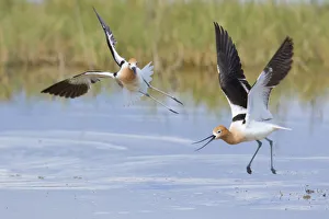 American avocets (Recurvirostra americana) two during aggressive (territorial) encounter American avocets (Recurvirostra americana) two during aggressive (territorial) encounter