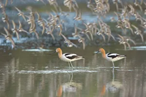 American avocets (Recurvirostra americana) pair in breeding plumage standing in water