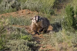 Steppe Prints: American badger (Taxidea taxus) walking down game trail through steppe upland