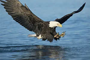 American bald eagle fishing {Haliaeetus leucocephalus} Alaska, USA