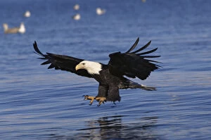 Images Dated 8th March 2006: American bald eagle fishing {Haliaeetus leucocephalus} Alaska, USA
