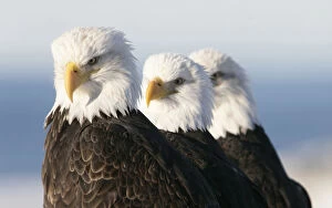 American bald eagle (Haliaeetus leucocephalus) three perched, Homer, Alaska, Jan
