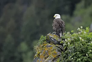American bald eagle (Haliaeetus leucocephalus) perched on cliff, Alaska, USA, June
