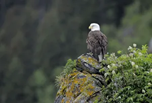 Cliffs Prints: American bald eagle (Haliaeetus leucocephalus) perched on cliff, Alaska, USA, June