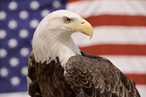 North American Birds Collection: American bald eagle portrait against USA flag {Haliaeetus leucocephalus}
