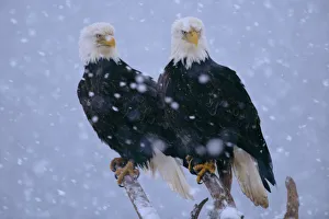 American Bald Eagles perched in snow (Haliaeetus leucocephalus) Alaska American Bald Eagles perched in snow (Haliaeetus leucocephalus) Alaska