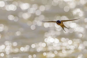 Images Dated 10th July 2011: American barn swallow (Hirundo rustica erythrogaster) in flight catching insects