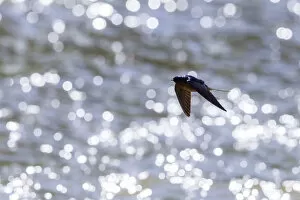 Images Dated 20th May 2012: American barn swallow (Hirundo rustica erythrogaster) in flight catching insects