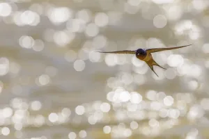 American barn swallow (Hirundo rustica erythrogaster) in flight catching insects