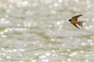 Swallow Prints: American barn swallow (Hirundo rustica erythrogaster) in flight catching insects