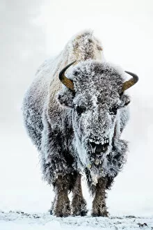 American bison (Bison bison) female covered in hoar frost near hot spring, portrait