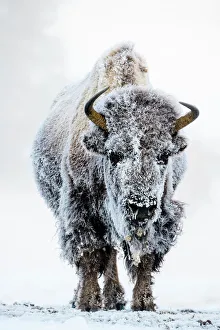 Artiodactyla Prints: American bison (Bison bison) female covered in hoar frost near hot spring, portrait