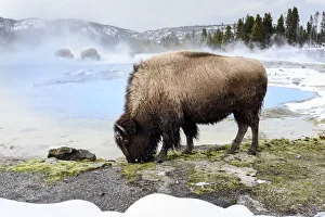 Steam Prints: American bison (Bison bison) female grazing near thermal pool, snow on ground