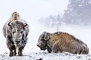 American Bison Gallery: American bison (Bison bison), two females covered in hoar frost near hot spring, portrait
