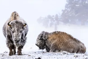 Cold Weather Prints: American bison (Bison bison), two females covered in hoar frost near hot spring, portrait