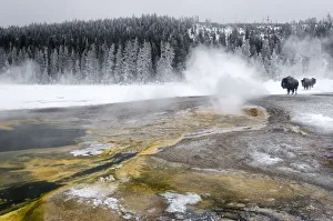 Images Dated 18th January 2011: American Bison (Bison bison) foraging in the snow, Yellowstone National Park, Wyoming, USA