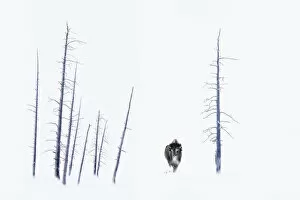 American Buffalo Gallery: American Bison (Bison bison) frost covered male, standing by dead trees. Firehole River Valley