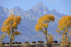 American Bison Gallery: American Bison (Bison bison) in habitat, Grand Teton National Park, Wyoming, USA, October