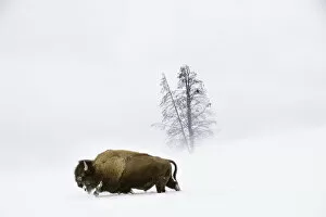 Artiodactyla Gallery: American bison (Bison bison) male walking through deep snow