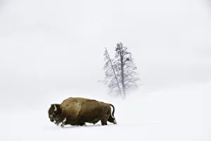 Artiodactyla Prints: American bison (Bison bison) male walking through deep snow