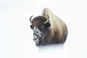 American Bison Gallery: American Bison (Bison bison) walking through snow field, Hayden Valley, Yellowstone National Park