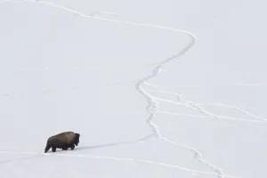 Bison Prints: American bison (Bison bison) walking through snow using tracks made by other animals