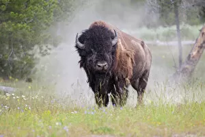 Images Dated 25th July 2011: American bison (Bison bison) Yellowstone National Park, Montana, USA