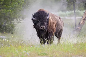 Artiodactyla Prints: American bison (Bison bison) Yellowstone National Park, Montana, USA