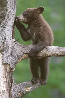 2020 October Highlights Gallery: American black bear cub (Ursus americanus), age 6 months