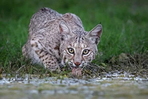 December 2022 Highlights Gallery: American bobcat (Lynx rufus) male, drinking at water's edge, Texas, USA. April