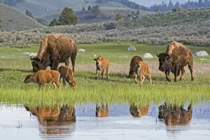 American Buffalo or Bison (Bison bison) groups with calves, Yellowstone National Park