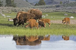 Images Dated 26th May 2014: American Buffalo or Bison (Bison bison) group with calves, Yellowstone National Park
