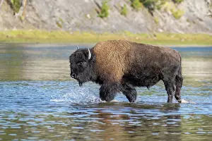 Bulls Prints: American buffalo (Bison bison) bull crossing the Yellowstone River in autumn