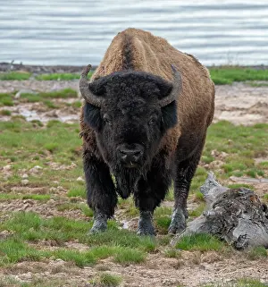 Bulls Prints: American buffalo (Bison bison) bull standing on the shoreline of Yellowstone Lake