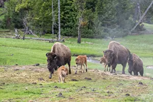 Small Group Of Animals Prints: Three American buffalo (Bison bison) females with calves