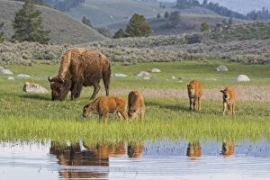American Buffalo Gallery: American buffalo (Bison bison) with group of calves, Yellowstone National Park, Wyoming, USA