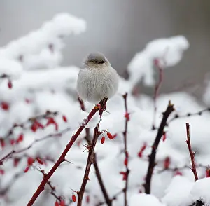 Fluffy Prints: American bushtit (Psaltriparus minimus) female