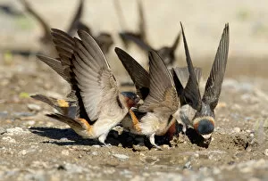 American Cliff Swallow (Petrochelidon pyrrhonota) fluttering its wings while it gathers