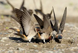 Songbirds Prints: American Cliff Swallow (Petrochelidon pyrrhonota) fluttering its wings while it gathers