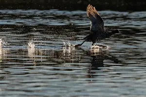 Fulica Prints: American coot (Fulica americana) taking flight from water at sunrise