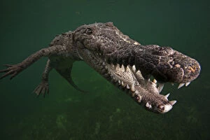 American Crocodile Gallery: American crocodile (Crocodylus acutus), underwater, Jardines de la Reina / Gardens