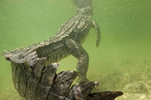 Animal Scale Gallery: American crocodile (Crocodylus acutus) rear view of animal resting in shallow water