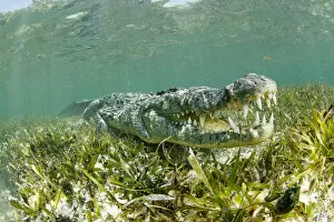 Alismatales Gallery: American crocodile (Crocodylus acutus) with mouth open over seagrass bed, Chinchorro