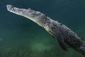 Vulnerable Collection: American crocodile (Crocodylus acutus), Jardines de la Reina / Gardens of the Queen