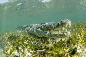 Quintana Roo Prints: American crocodile (Crocodylus acutus) with mouth open over seagrass bed, Chinchorro