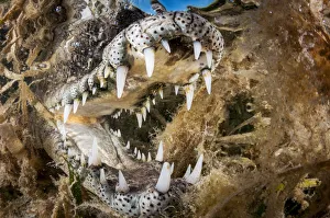 Scary Prints: American crocodile (Crocodylus acutus) with open mouth amongst Seagrass (Alismatales)