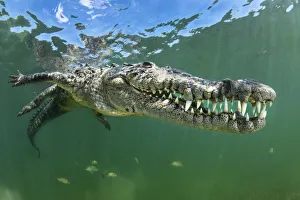 Reptile Prints: American crocodile (Crocodylus acutus) shows off its teeth