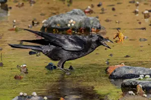 Corvidae Prints: American crow (Corvus brachyrhynchos) catching Green crab (Carcinus sp)