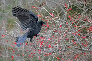 Corvidae Prints: American crow (Corvus brachyrhynchos) perched in Winterberry (Ilex verticillata) bush with red berries